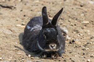 photo de une mignonne duveteux lapin