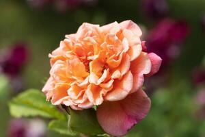 proche en haut photo de une vibrant Orange fleur