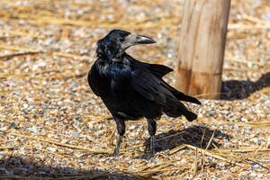 proche en haut photo de une noir corbeau en marchant dans le le sable