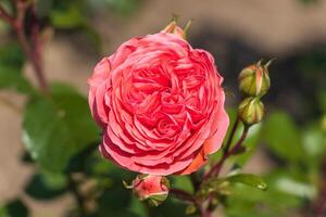 macro photo de une ardent rouge Rose
