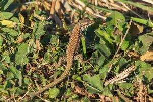 fermer photo de une lézard