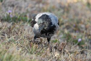 perdre jusqu'à photo de une encapuchonné corbeau implantation dans le herbe