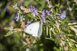 macro photo de une blanc papillon en buvant nectar de une fleur