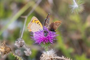 macro photo de papillons sur une violet fleur