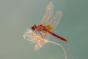 macro photo de une rouge libellule avec ses ailes large ouvert