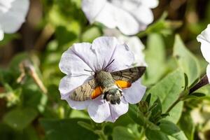 macro photo de une Roi papillon de nuit en buvant nectar de fleurs