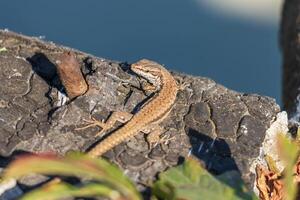 fermer photo de une lézard