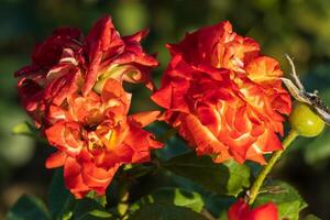 macro photo de une ardent rouge Rose