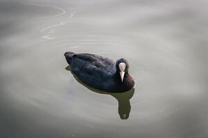 proche en haut photo de une sauvage canard nager dans une Lac