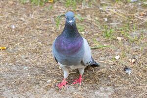 proche en haut photo de un adorable peu Pigeon