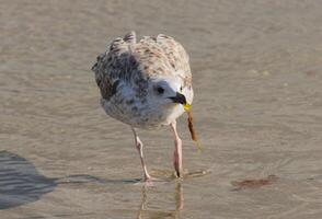 photo de une mouette relaxant par le mer rive