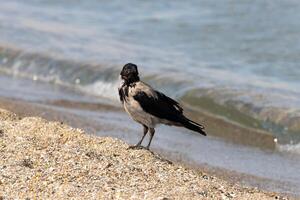 photo de une cagoulé corbeau relaxant sur le plage