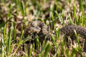 chaud de une serpent dans le herbe photo