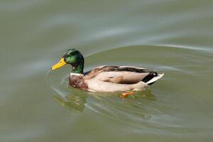 proche en haut photo de une sauvage canard nager dans une Lac