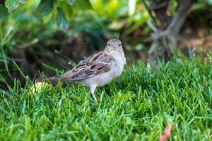 proche en haut photo de une moineau