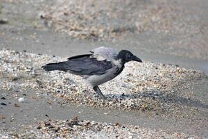 proche en haut photo de une encapuchonné corbeau relaxant sur le plage