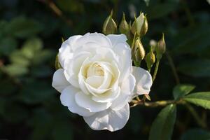 proche en haut photo de une blanc Rose