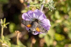 macro photo de une Roi papillon de nuit en buvant nectar de fleurs