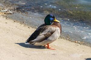 proche en haut photo de une sauvage canard relaxant par le Lac