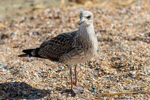 proche en haut photo de une mouette relaxant sur le mer rive