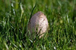 macro photo de une champignon croissance de le sol