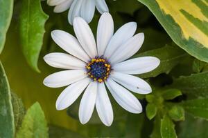 macro photo de une lotus fleur