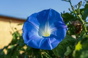 macro photo de une bleu Matin lueur fleur