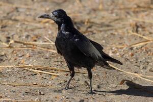 proche en haut photo de une noir corbeau relaxant dans le le sable