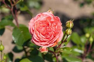 macro photo de une ardent rouge Rose