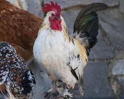 proche en haut photo de une majestueux coq