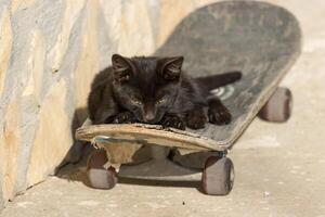 photo de un adorable mignonne bébé chat relaxant sur une planche à roulette