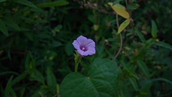 une Célibataire violet fleur est croissance dans le herbe photo