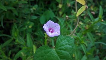 une Célibataire violet fleur est croissance dans le herbe photo