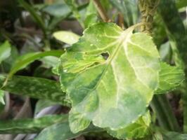 une proche en haut de une feuille sur une plante photo