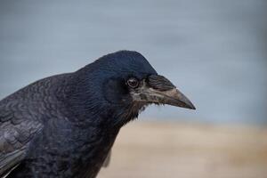 charogne corbeau tête fermer photo