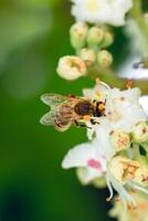 abeille sur une fleur de châtaigne aesculus hippocastane avec Profond vert Contexte à ensoleillé journée photo