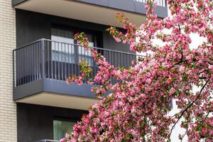 moderne appartement bâtiment, foncé façade dans le arrière-plan, avec grand panoramique les fenêtres et balcons. arbre fleurs dans de face de le maison dans printemps photo