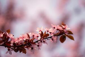 une branche de rose fleurs avec une floue Contexte photo