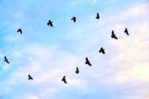troupeau de en volant des oiseaux pigeons sur le bleu ciel photo