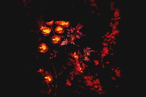 embrasé brillant rouge fleurs dans sombre, mystique Contexte photo