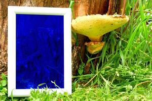 bleu néon cadre, en bois souche, champignon vert herbe pâle, pour texte photo