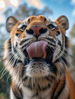 fermer de majestueux tigre visage avec langue lécher photo