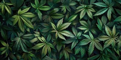 cannabis texture marijuana feuille pile Contexte photo