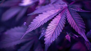 cannabis feuilles. cannabis marijuana feuillage avec une violet rose teinte sur une noir Contexte. photo