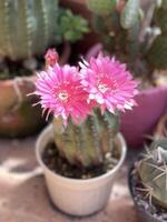 mignonne cactus fleur photo