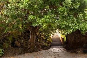 jardin canari las palmas , îles canaries photo