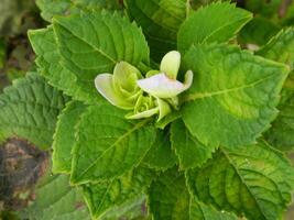 macro Photos de fleurs de ornemental les plantes lequel sont très magnifique et pouvez être grandi et entretenu dans le de face jardin ou retour jardin de le maison.