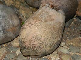 macro photo de une noix de coco cette est encore intact vient de une grand arbre et d'habitude pouvez vivre à divers hauteurs