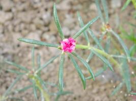 macro Photos de fleurs de ornemental les plantes lequel sont très magnifique et pouvez être grandi et entretenu dans le de face jardin ou retour jardin de le maison.