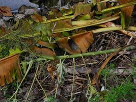 déchets cette pouvez dommage le environnement est souvent a trouvé dans Urbain zones avec pauvres déchets la gestion photo